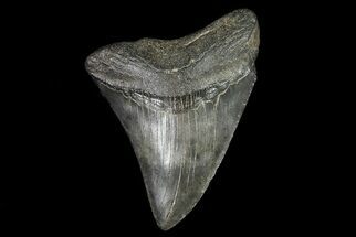 10 Killer Megalodon Shark Facts - FossilEra.com