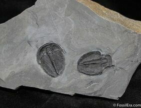 Double Elrathia Trilobite From Wheeler Shale #906