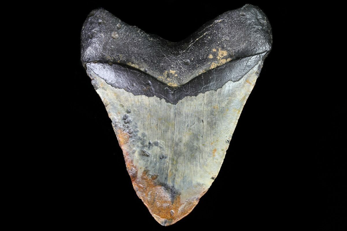 Huge 590 Fossil Megalodon Tooth 50 Foot Shark For Sale 75545
