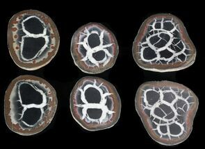 1" Cut and Polished Septarian Nodules - Crystal #75594