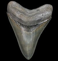 Megalodon Size: How Big Was The Megalodon Shark? - FossilEra.com