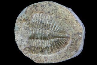 Partial Ogyginus Trilobite - Classic British Trilobite #75919