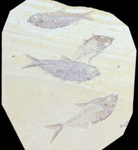 Diplomystus & Knightia Fossil Fish Association #75972