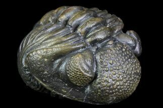 Long Enrolled Pedinopariops Trilobite - Incredible Preservation #76208