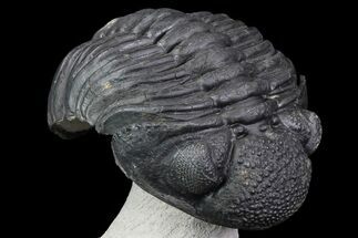 Drotops Trilobite - Excellent Faceted Eyes #76210