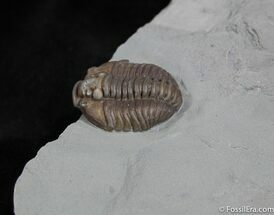 Curled Flexicalymene Trilobite ( Inches Long) #916