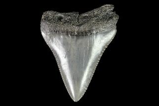 Serrated, Fossil Great White Shark Tooth #76454