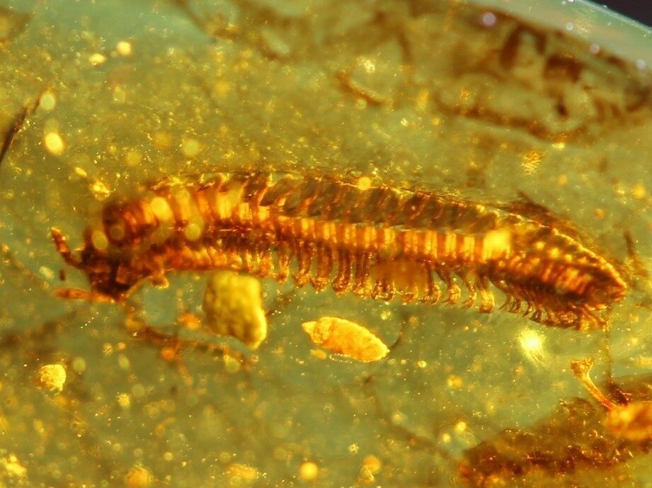 Rare, Cretaceous Fossil Millipede In Amber Myanmar For Sale (76476