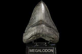 Huge, Serrated, Fossil Megalodon Tooth - Georgia #76456