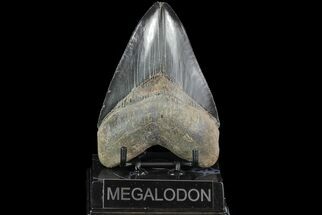Serrated, Fossil Megalodon Tooth - Glossy Blade #76504