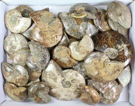 Lot: Lbs Polished Ammonite Fossils - Pieces #76998