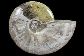 Polished, Agatized Ammonite Fossil - Madagascar #77006