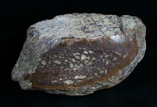 Polished, Agatized Dinosaur Bone ( ounces) #5963