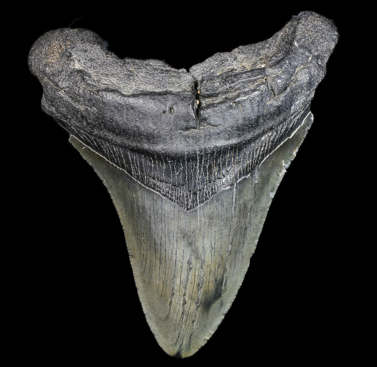 Bargain, 5.00" Fossil Megalodon Tooth - Visible Serrations For Sale