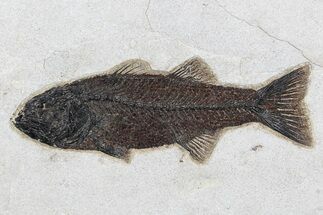Excellent, Mioplosus Fossil Fish - Wyoming #77774
