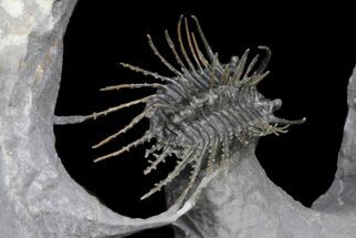 Spine-On-Spine Koneprusia Trilobite - Very Special Prep! #77599