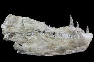 Xiphactinus Lower Jaws - Terror of The Cretaceous Seas! #77891