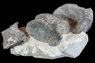 Three Caudal Dinosaur (Stegosaurus?) Vertebae Centrums - Colorado #77942