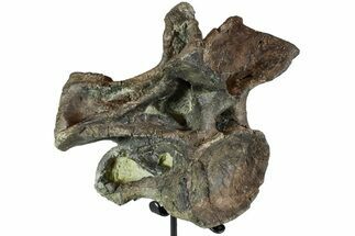 Camarasaurus Atlas (st Cervical) Vertebrae - Very Rare #77949