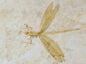 Fossil Dragonfly (Aeschnogomphus) - Solnhofen Limestone #77952