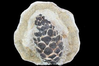 D, Oligocene Aged Fossil Pine Cone - Germany #77941