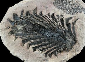 Rare, Miocene Fossil Pine Cone - Czech Republic #77947