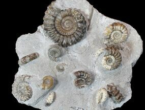 Gorgeous Androgynoceras Ammonite Cluster () - Germany #77958