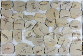 Lot: Small Metasequoia (Dawn Redwood) Fossils - Pieces #78073