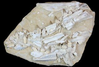 Disarticulated Mosasaur Jaw With Teeth - Superb Preparation! #78100