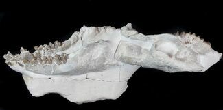 Disarticulated Oreodont (Merycoidodon) Skull - Reduced Price #78129
