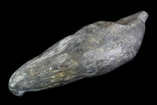 Fossil Sperm Whale (Scaldicetus) Tooth - Huge Specimen #78223