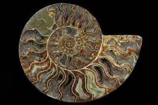 Cut Ammonite Fossil (Half) - Crystal Chambers #78335