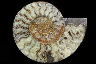 Madagascar Ammonite Fossils For Sale - FossilEra.com