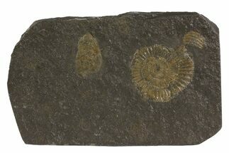 Dactylioceras Ammonites On Shale - Germany #79326