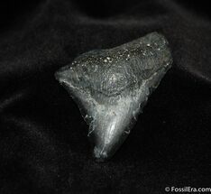 Inch Fossil Megalodon Tooth #141