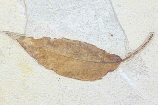 Fossil Leaf (Allophylus) From Wyoming - With Insect Predation #79543