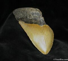 Megalodon Tooth #950