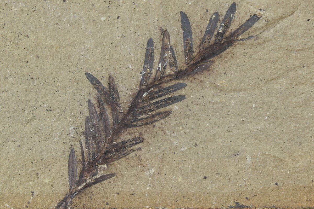 Metasequoia Dawn Redwood Fossil