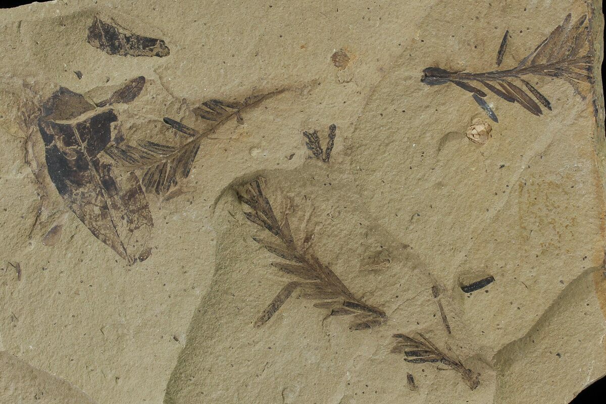 Metasequoia Dawn Redwood Fossil