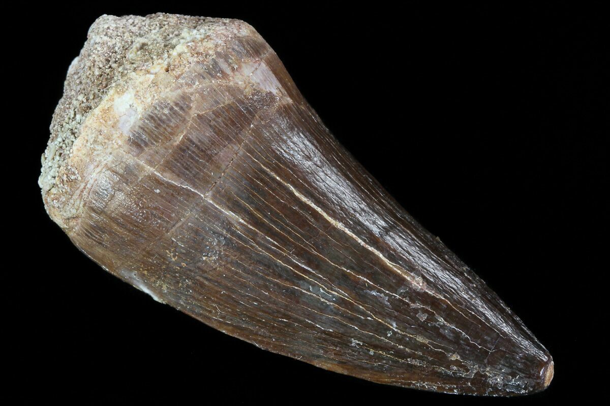 mosasaur tooth fossil