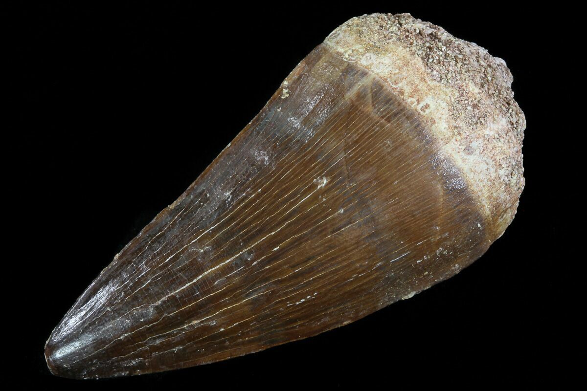mosasaur tooth fossil