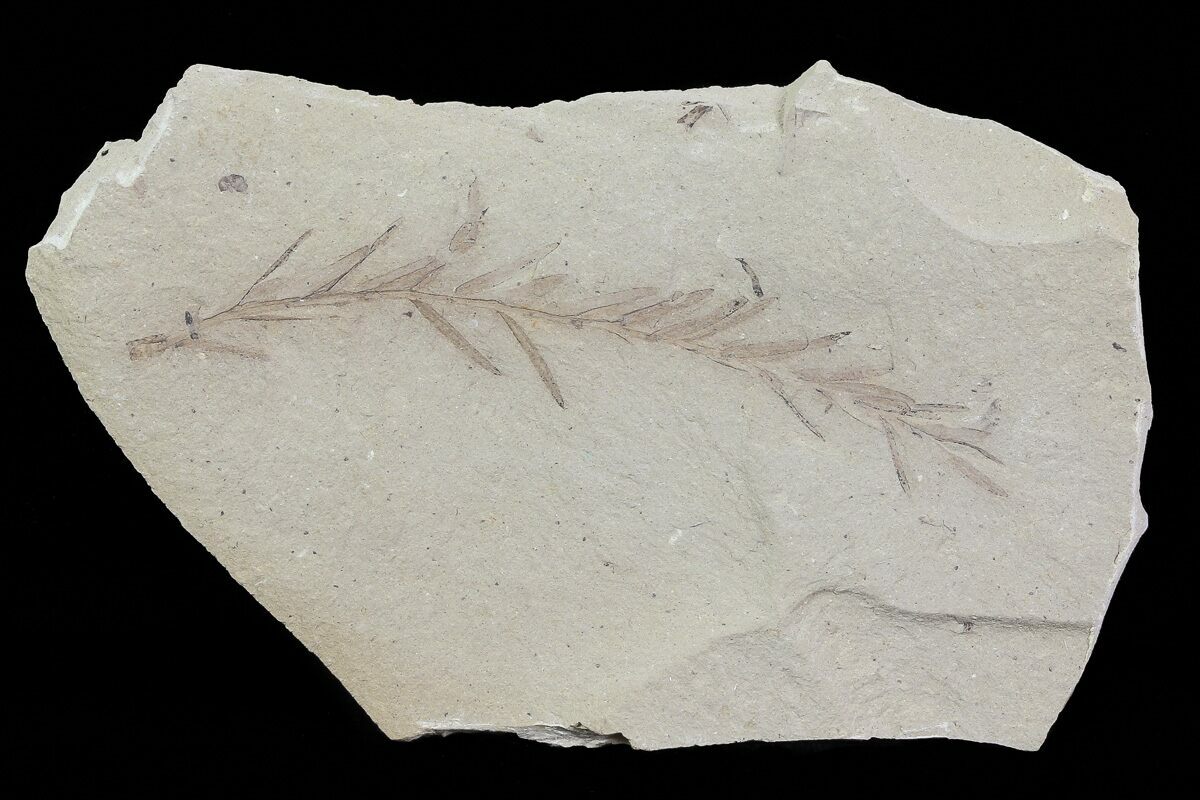 Metasequoia Dawn Redwood Fossil