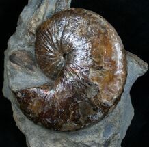 Hoploscaphite Ammonite With Preserved Jaws #6102