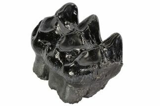Partial Gomphotherium (Mastodon Relative) Molar - Georgia #80034