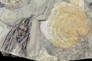 Rare, Fossil Cockroach (Syscioblatta) & Bivalves - Kinney Quarry, NM #80426