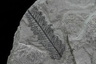 Fern (Pecopteris) Fossil & Bivalves - Kinney Quarry, NM #80444
