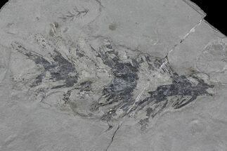 Rare, 5" Pennsylvanian Fossil Cone - Kinney Quarry, NM - Fossil #80433