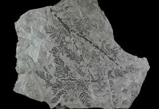 Pennsylvanian Fossil Plant & Bivalve Plate - Kinney Quarry, NM #80515