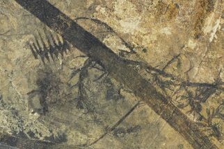 Fossil Plant (Annularia, Cordaites) Plate - Kinney Quarry, NM #80480