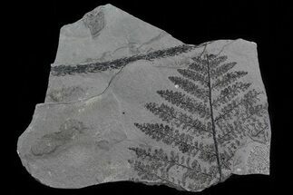 Pennsylvanian Fossil Fern Plate - Kinney Quarry, NM #80486